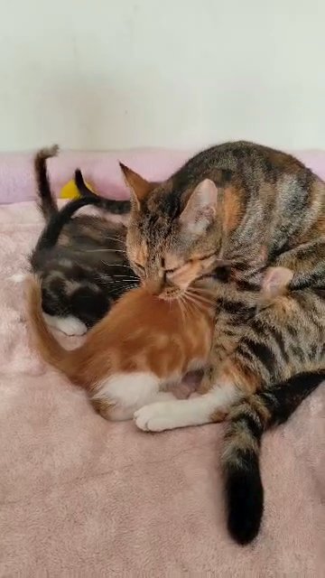special kittens in London