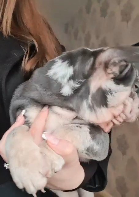 LILAC MERLE BIG ROPE MALE in Denbighshire