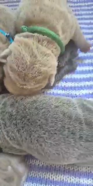 bear coat shar pei puppies in Worcester