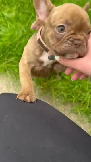 french Bulldog Puppies in Wolverhampton