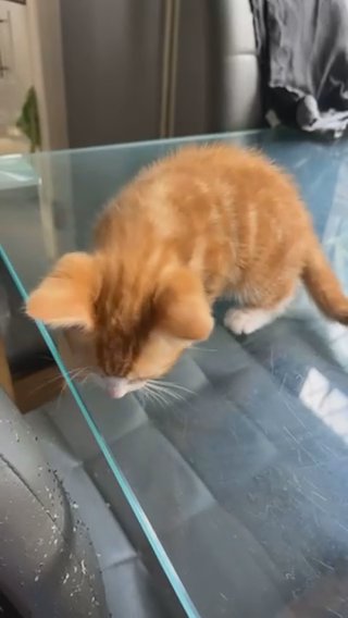 Kitten For Sale in London