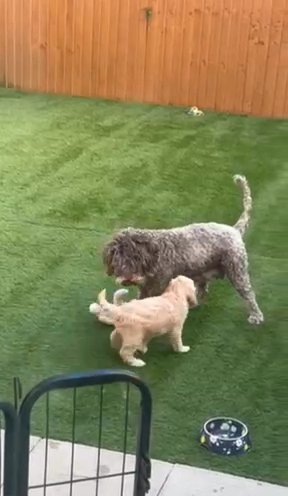Adorable Australian Labradoodle in Manchester