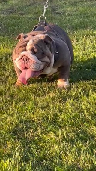 English Bulldog in Birmingham