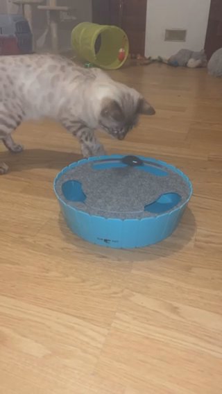 1 Year Old Female Bengal For Sale in London