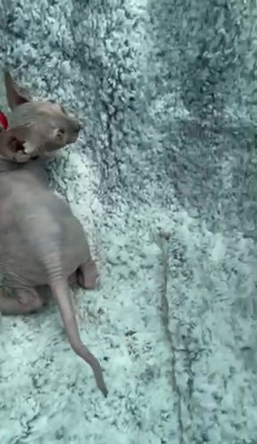Champion Parents Sphynx Kittens in Cornwall