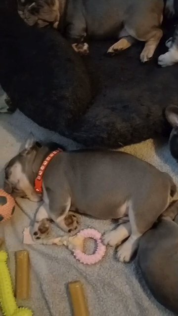 kc registered frenchbulldog puppies in Walsall