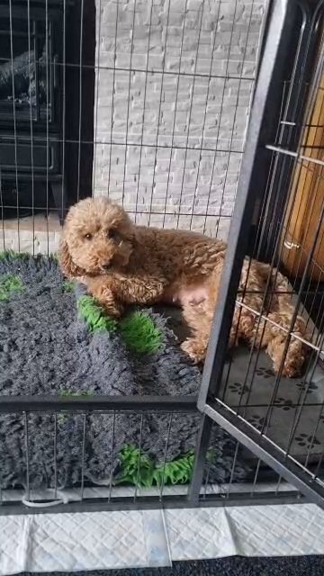 cockapoo in Doncaster