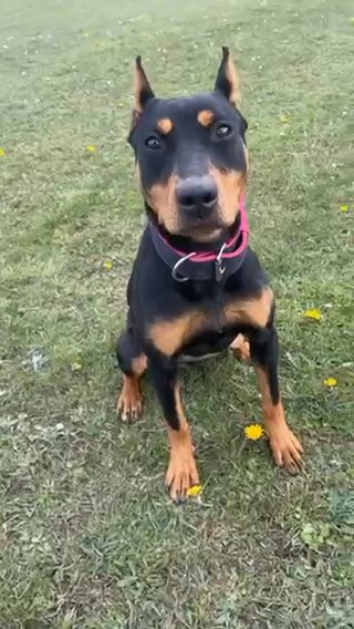 Doberman X Female in County Durham