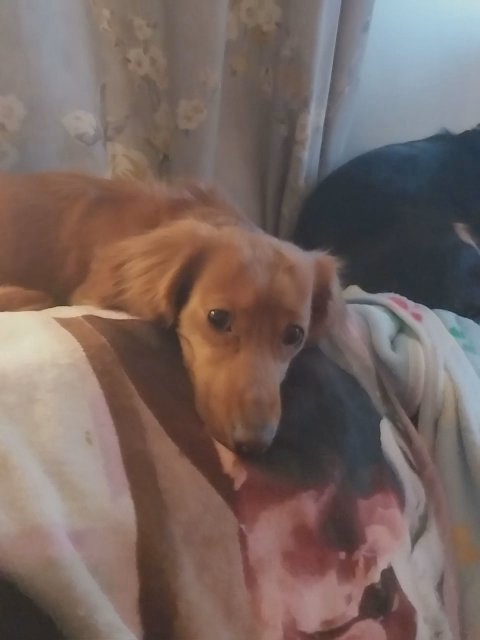 mini shaded cream/red longhair dax puppies in Maidstone