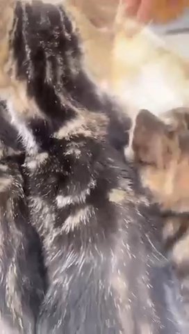 Bengal X Tabby Kittens READY TO GO ? in London