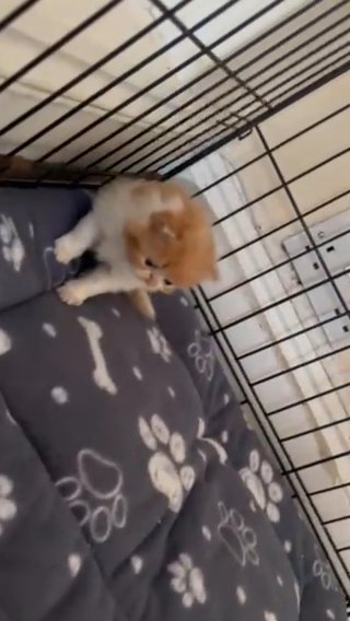GCCF Registered Persian Kittens in Berkshire