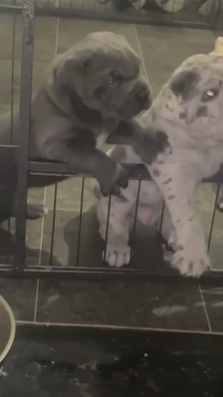 DWKC Cane Corso in Wakefield