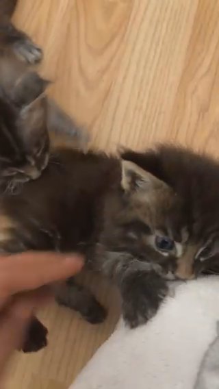 Maine Coon Kittens in Birmingham