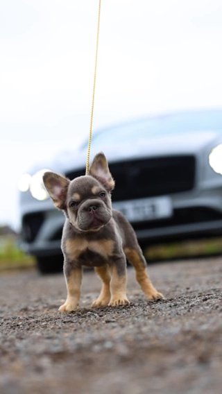 French Bulldog in London