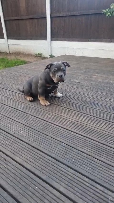 Male American Bully Pup in Staffordshire