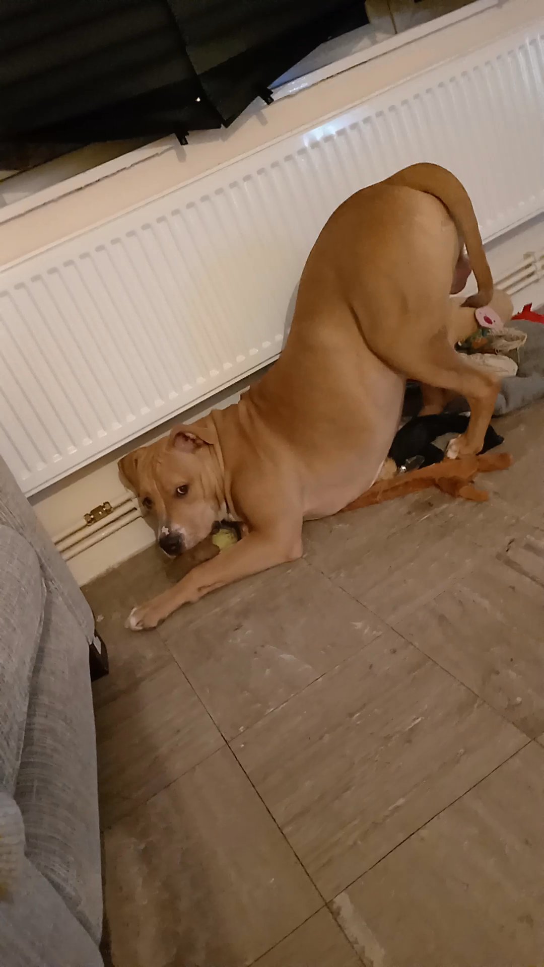 Need to rehome this beautiful boy in London