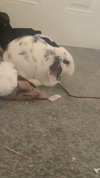 Selling Rabbit in Kirklees