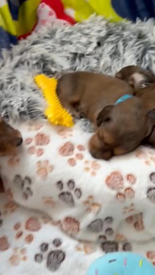 1 KC Reg Long Haired Miniature Dachshunds in Preston
