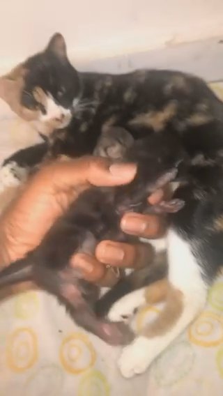 kittens in London