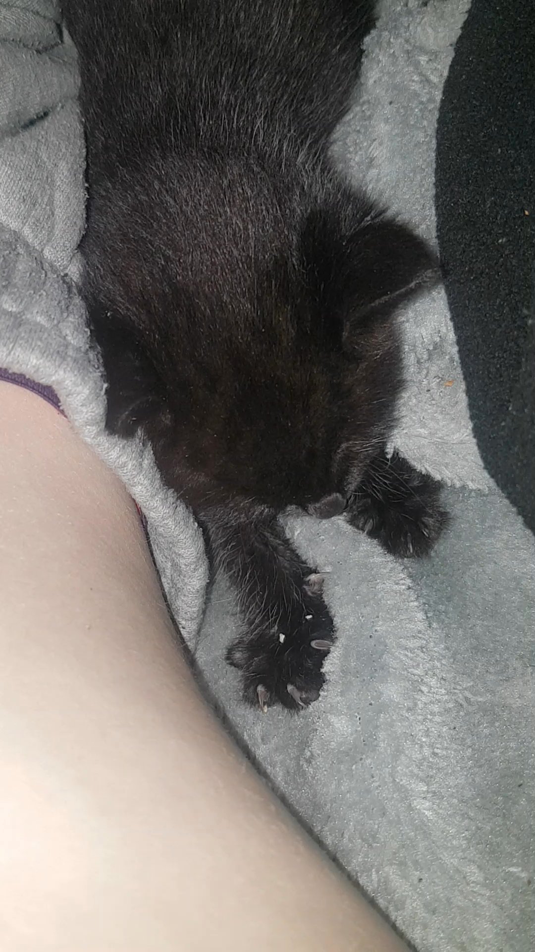 4 kittens in Mansfield