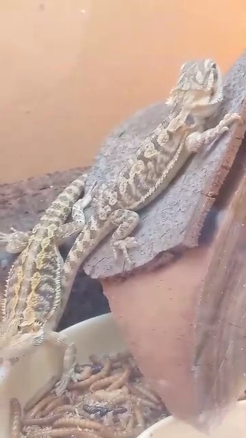 Beautiful babies bearded dragons in Sheffield