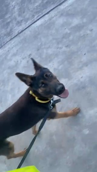 Malinois Bitch in County Durham