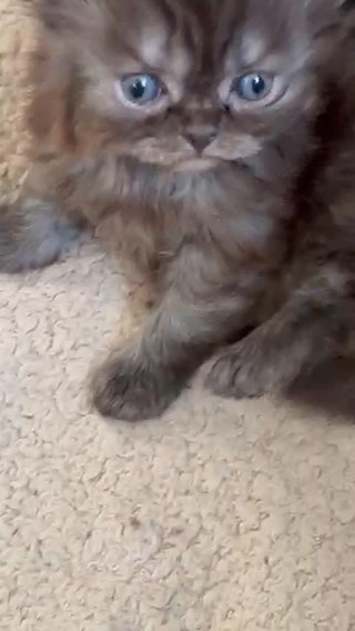 Registered Persian Kittens in Colchester