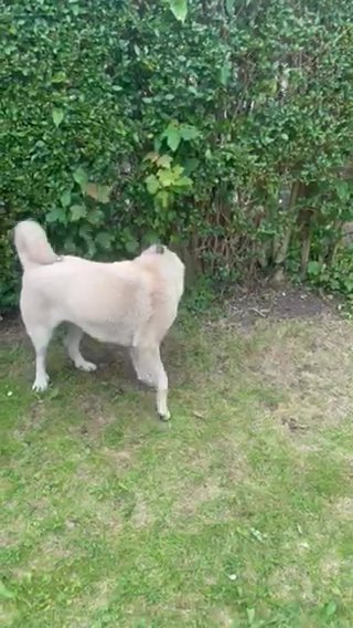 American Akita For Sale FEMALE in Nottingham