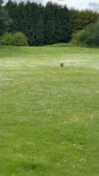 5th Gen GSD Needs New Home in Sandwell