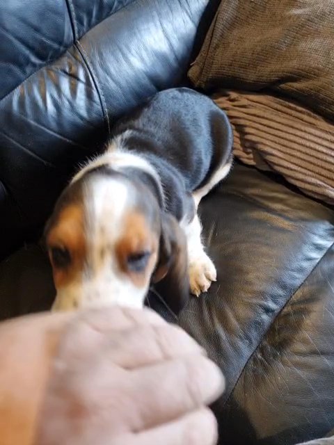 Male Basset Hound Pup in Wakefield