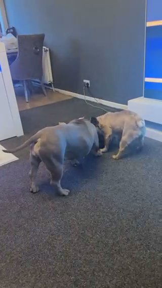 Pocket Bully 2 Years Old in Rossendale