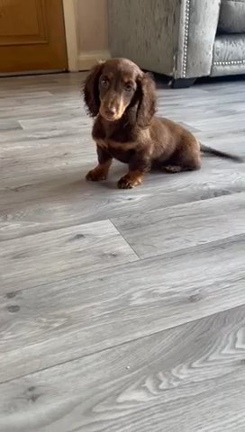 True Longhair Miniature Dachshund in London