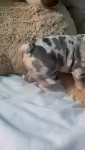 Frank Lucas X Lilah unreal These Pups Are So Cute And Small QUALITY in Birmingham