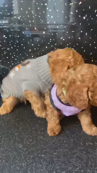 Toy Poodle Kc Reg in Bradford