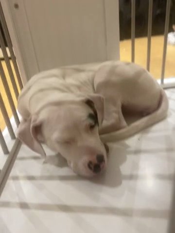American Bulldog in London