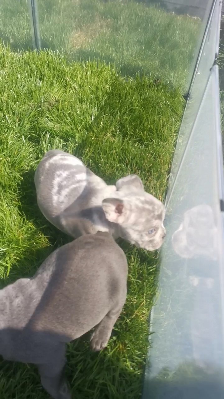 French bulldog in Coventry