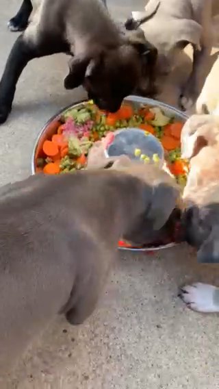 Staffy Pups in Cheshire East