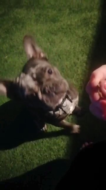 French bulldog male in Surrey Heath