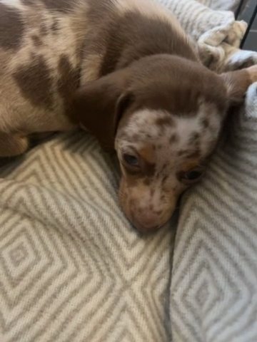Mini Daschaund 10 Weeks Old in Wyre Forest