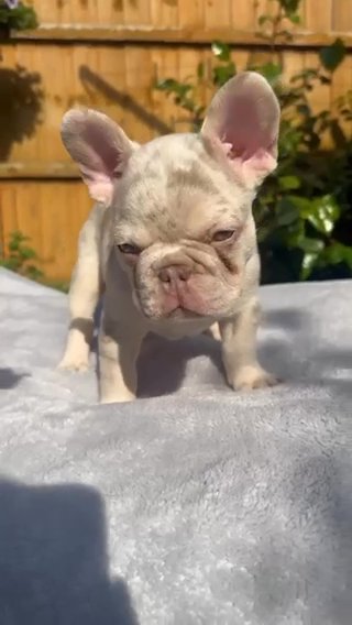 newshade isabela tan merle carrying fluffy in Kent