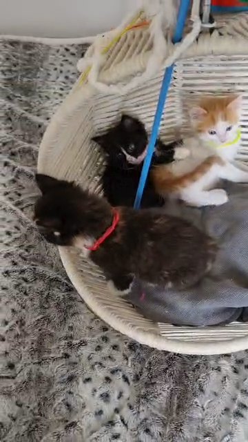 mix ragdoll kittens in London
