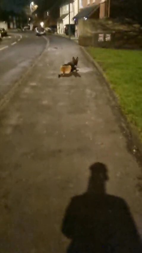 Belgian MALINOI male in Birmingham