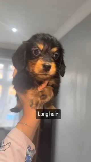 3 Long Hair Boys in London
