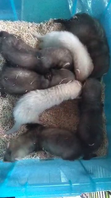ferret kits hobs in North East Derbyshire