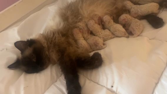 Kittens in Nottingham