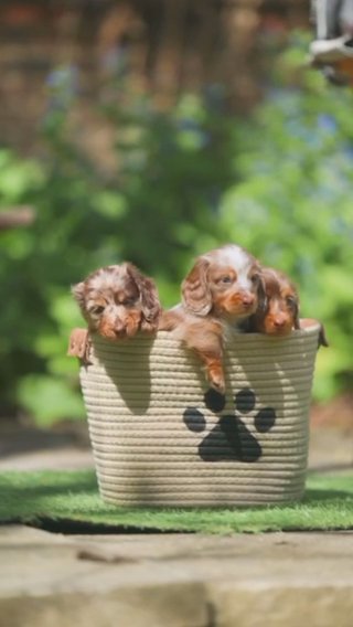 Miniature Long Hair Dachshund’s in Harlow