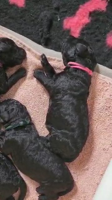 silver/blue Standard poodle puppies in Leeds