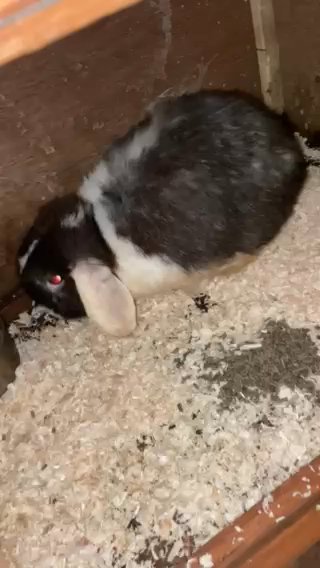 Very Very Friendly Mini Lop Buck in Rhondda Cynon Taf