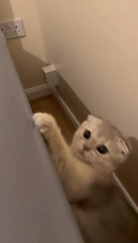 Urgent Scottish Fold Rare Colour 4 Months Old in London