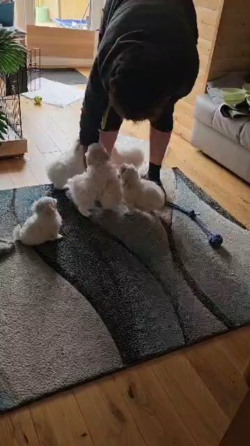 puppies for sale in Doncaster